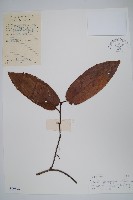 藏品(耳葉獼猴桃)的圖片