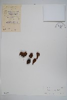 藏品(宜昌蛇菰)的圖片