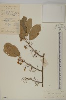 藏品(大葉南蛇藤)的圖片