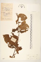 藏品(細脈斑鳩菊、毒根斑鳩菊)的圖片