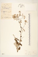 藏品(一枝香)的圖片