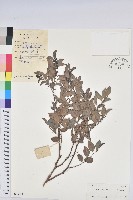 藏品(黑面神)的圖片