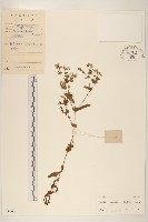 藏品(苦實菜)的圖片