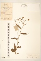 藏品(蔓黃菀)的圖片