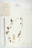 藏品(娥房藤)的圖片