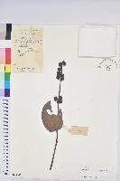 藏品(香港算盤子)的圖片