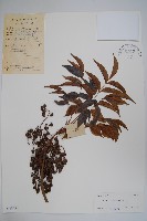 藏品(木蠟樹、山漆)的圖片