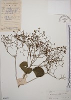 藏品(大青)的圖片