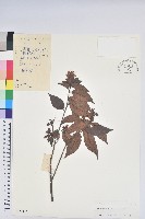 藏品(嶺南杜鵑)的圖片