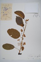 藏品(闊葉獼猴桃)的圖片