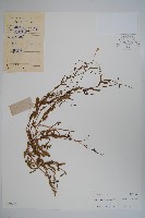 藏品(細葉蘭花參)的圖片