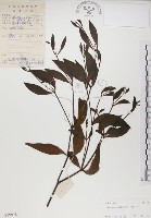 藏品(刀葉槲寄生、刀葉桑寄生)的圖片