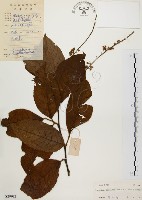 藏品(天料木)的圖片