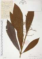 藏品(筆羅子)的圖片