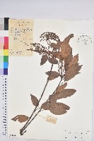 藏品(粗糠柴)的圖片