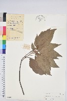 藏品(扛香藤)的圖片