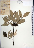 藏品(紅皮、葉下白、赤仔尾)的圖片