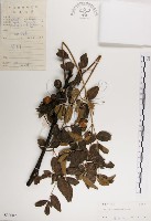 藏品(楝、苦楝)的圖片