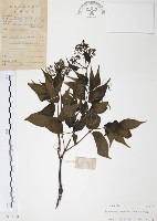 藏品(灰色木藍)的圖片