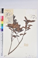 藏品(南方杜鵑花)的圖片