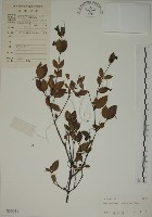 藏品(南嶺蕘花)的圖片