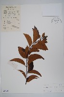 藏品(山橙)的圖片