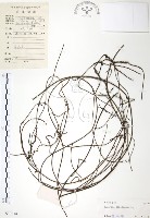 藏品(無根草)的圖片