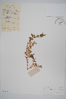 藏品(錦繡莧)的圖片