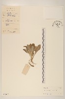 藏品(鼠麴草)的圖片