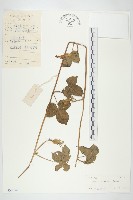 藏品(裂葉牽牛)的圖片