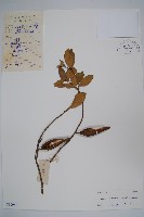 藏品(武靴藤)的圖片