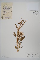 藏品(刺莧)的圖片