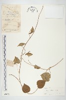 藏品(帽苞薯藤)的圖片