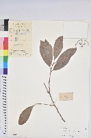 藏品(銀柴)的圖片