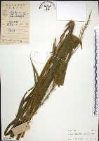 藏品(棕葉狗尾草)的圖片