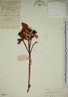 藏品(野牡丹)的圖片