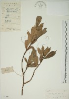 藏品(山黃梔)的圖片