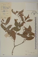 藏品(南華南蛇藤，青江藤)的圖片