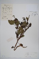 藏品(狗尾草)的圖片