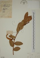 藏品(薜荔)的圖片