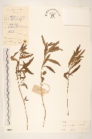 藏品(蟛蜞菊)的圖片