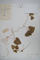 藏品(金錢豹)的圖片