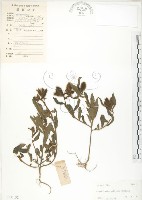 藏品(長萼野百合)的圖片