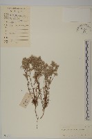 藏品(白鼓釘)的圖片