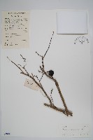 藏品(破布子)的圖片