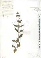 藏品(灰葉蕕)的圖片