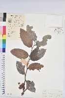 藏品(錫蘭饅頭果，香港饅頭果，大葉饅頭果，香港算盤子)的圖片