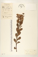 藏品(鯽魚膽、闊苞菊)的圖片