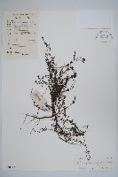 藏品(細葉天芥菜)的圖片