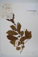 藏品(土壇樹)的圖片